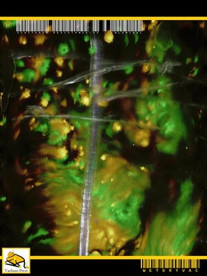 cover image of Scattered Resistance v5--Inluminal